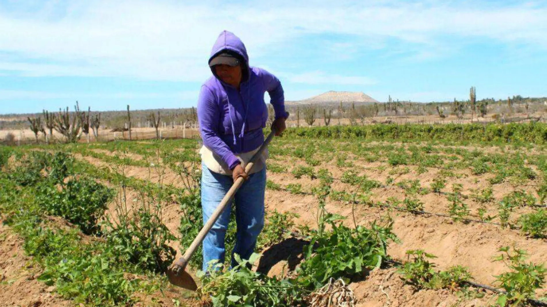 mujer rural campo siembra cosecha